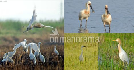 Winter has come: winged visitors pile up at Thrissur kole lands